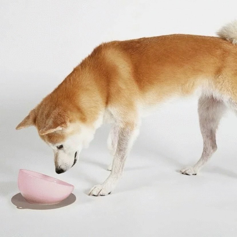 HARIO 中型犬櫻花粉磁碗