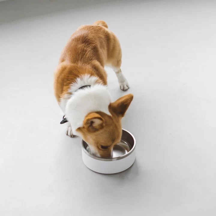 DUAL-LAYERED STAINLESS STEEL DOG BOWL 時髦不鏽鋼寵物碗