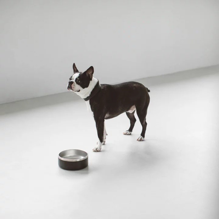 DUAL-LAYERED STAINLESS STEEL DOG BOWL 時髦不鏽鋼寵物碗
