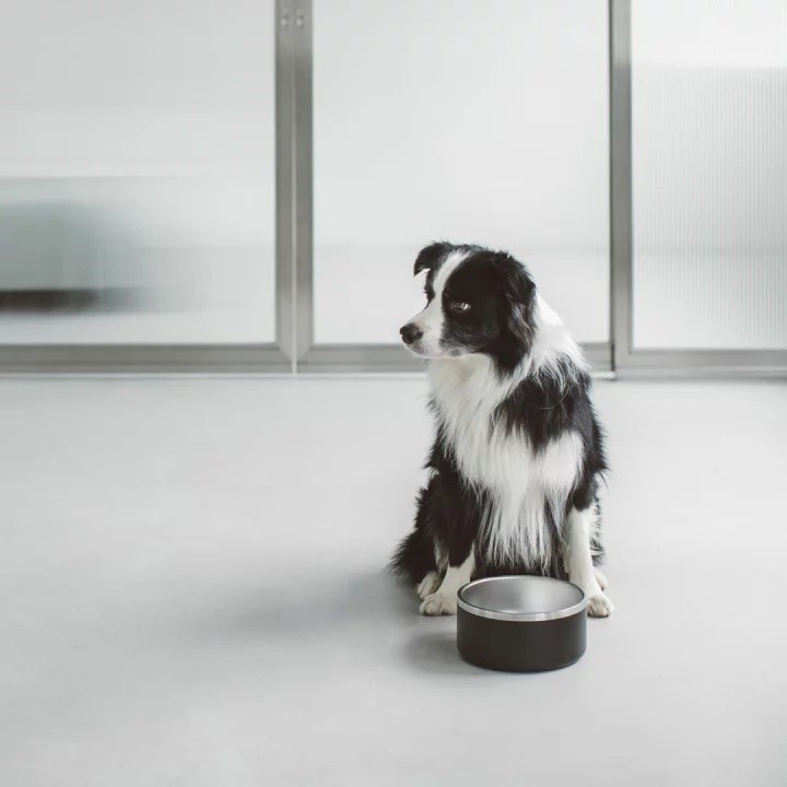 DUAL-LAYERED STAINLESS STEEL DOG BOWL 時髦不鏽鋼寵物碗