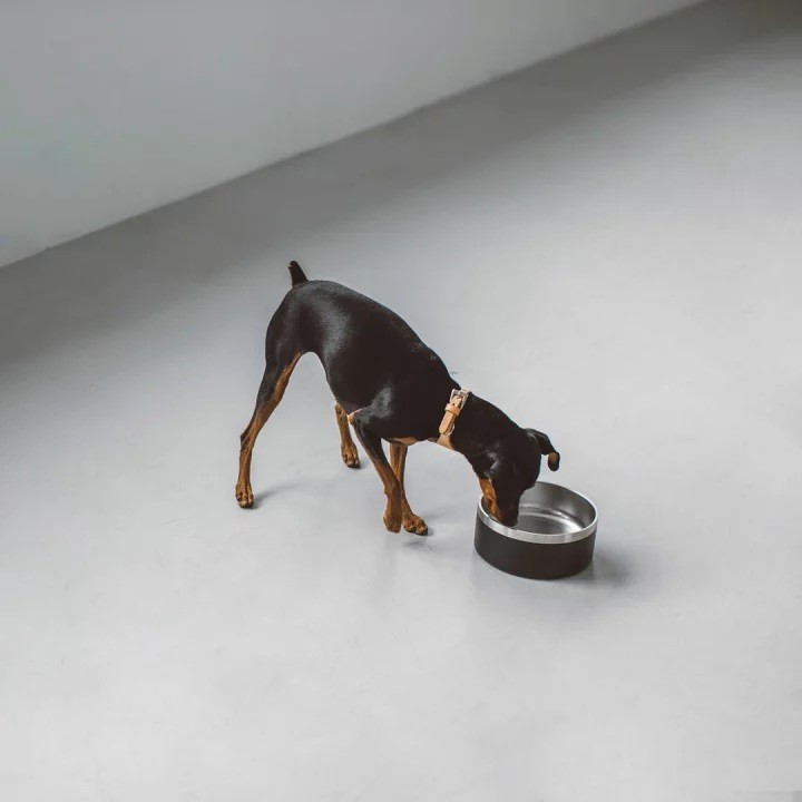 DUAL-LAYERED STAINLESS STEEL DOG BOWL 時髦不鏽鋼寵物碗