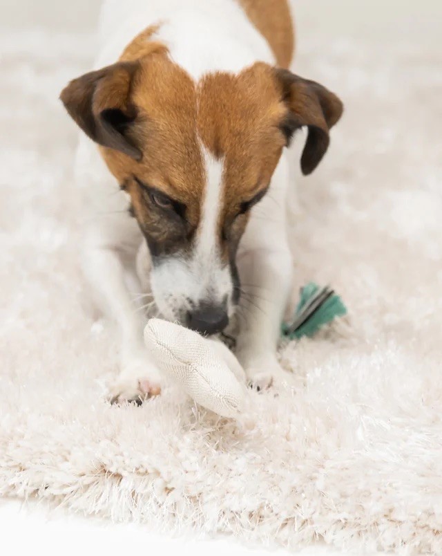 Bone shaped dental cleaning rope toy ｜骨頭造型潔牙繩玩具 桃紫色