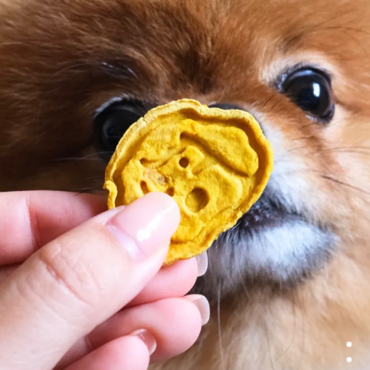 輕鬆交朋友零食【南瓜火雞】交友零食 BUDDY BISCUITS 40g