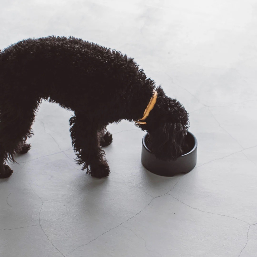 PORCELAIN DOG BOWL |  簡約陶瓷碗