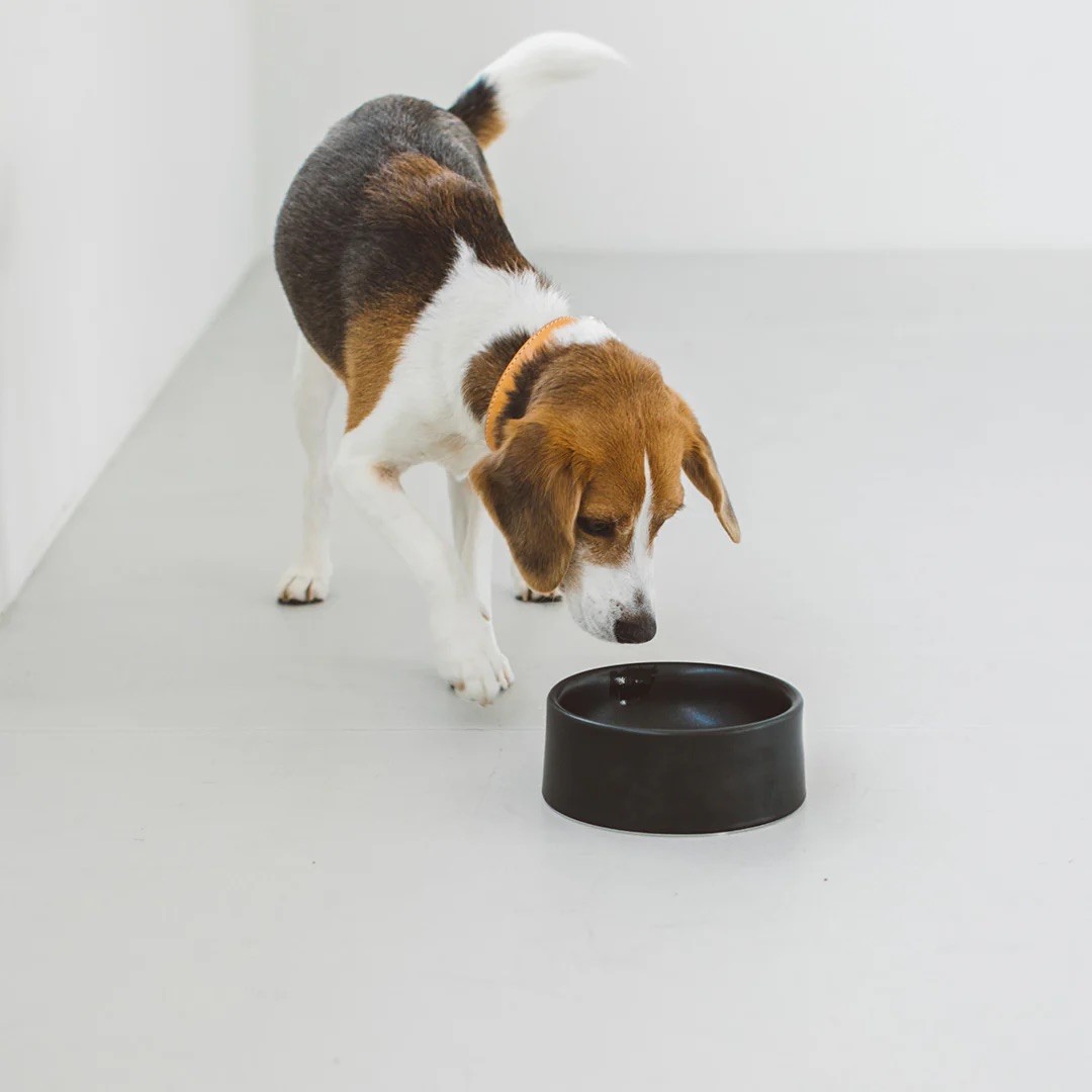 PORCELAIN DOG BOWL |  簡約陶瓷碗