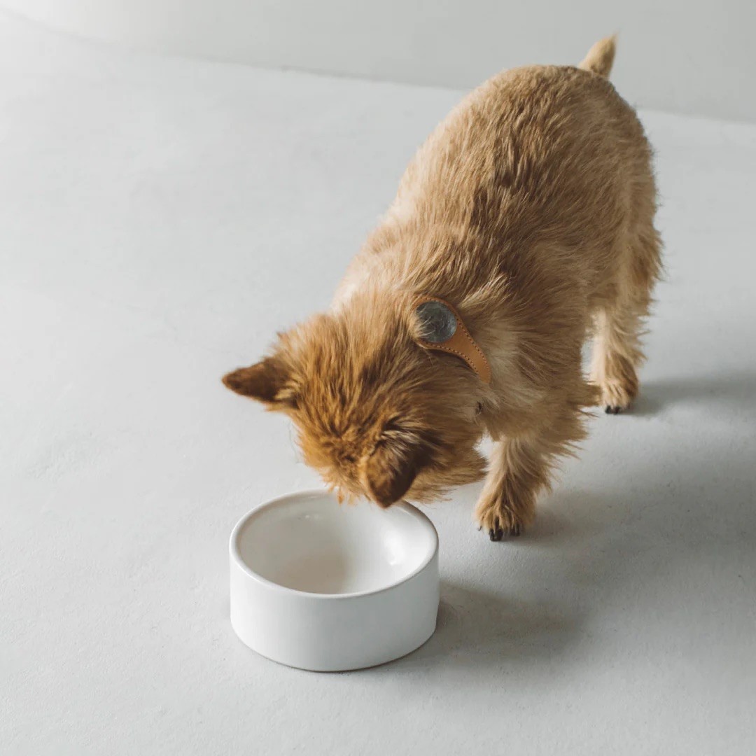 PORCELAIN DOG BOWL |  簡約陶瓷碗