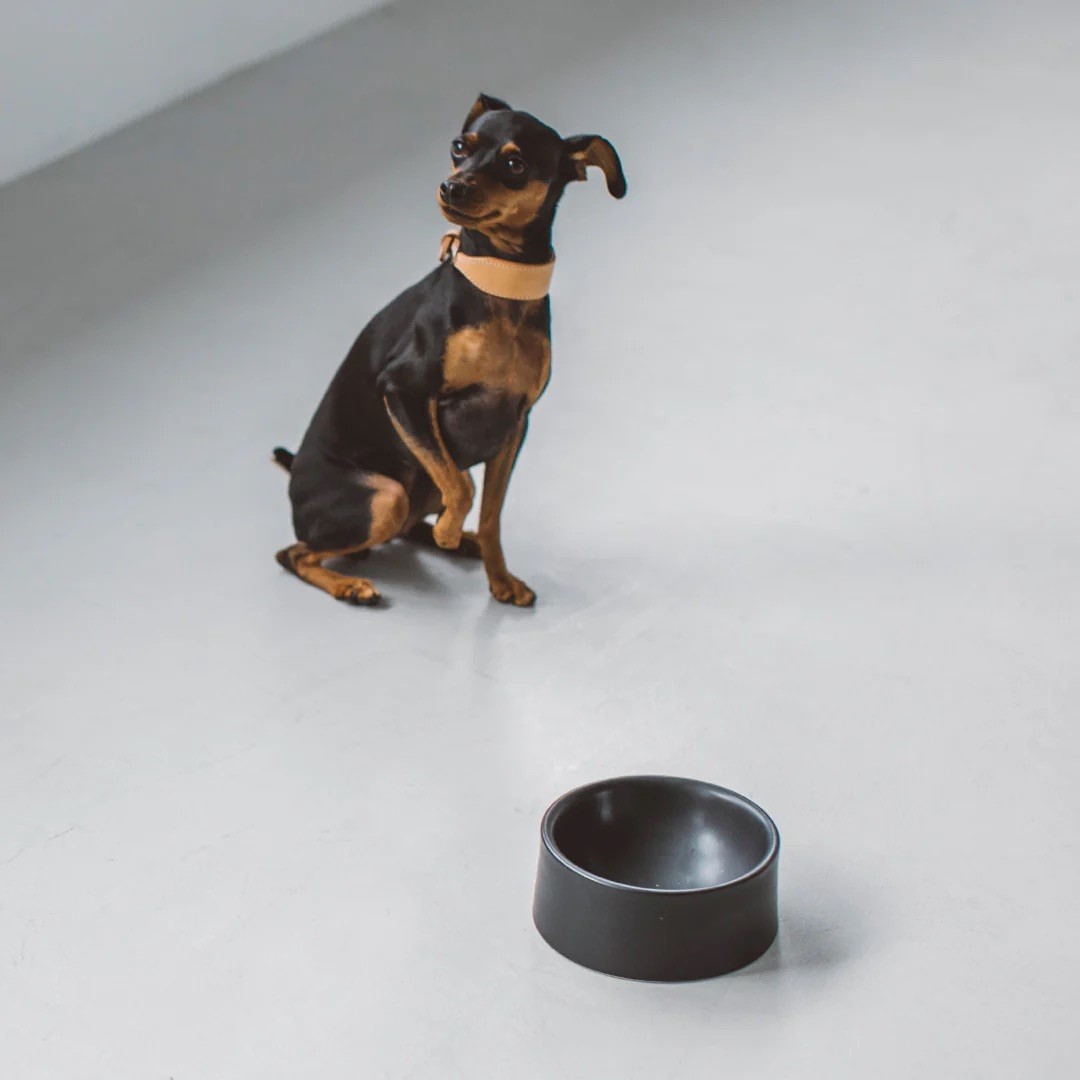 PORCELAIN DOG BOWL |  簡約陶瓷碗