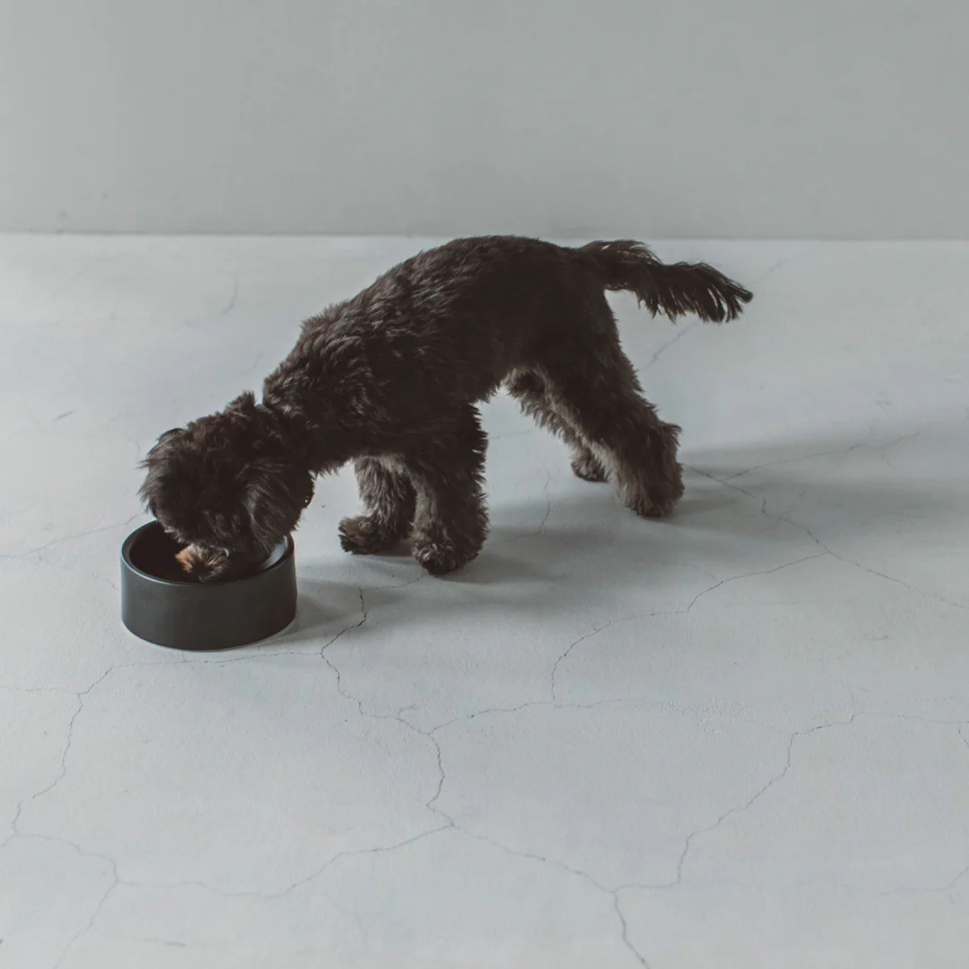 PORCELAIN DOG BOWL |  簡約陶瓷碗