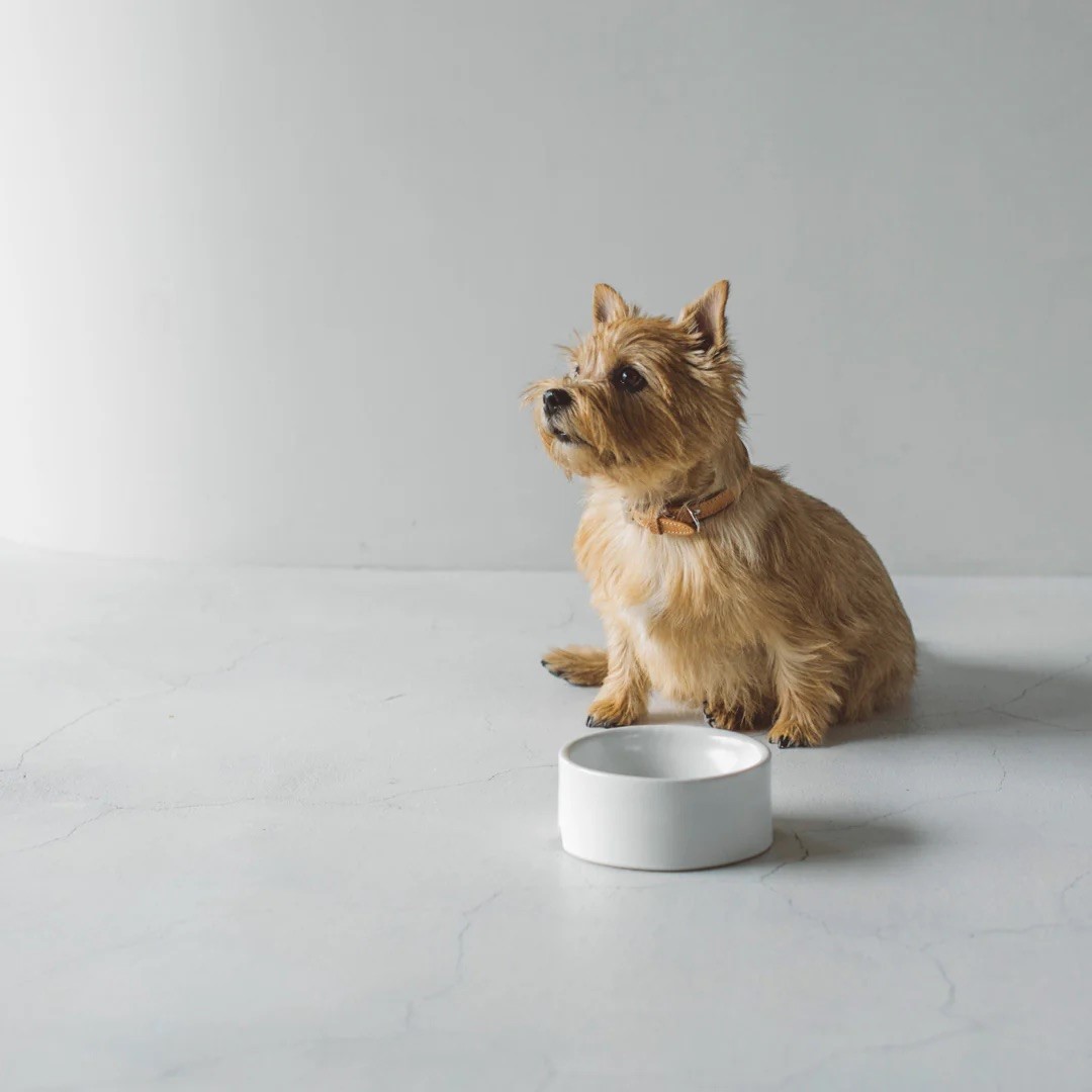 PORCELAIN DOG BOWL |  簡約陶瓷碗