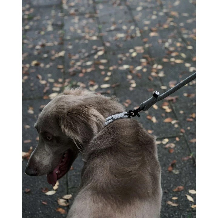 GRIS THE LEASH WEIMARANER GREY  | 牽引繩／威瑪軍綠
