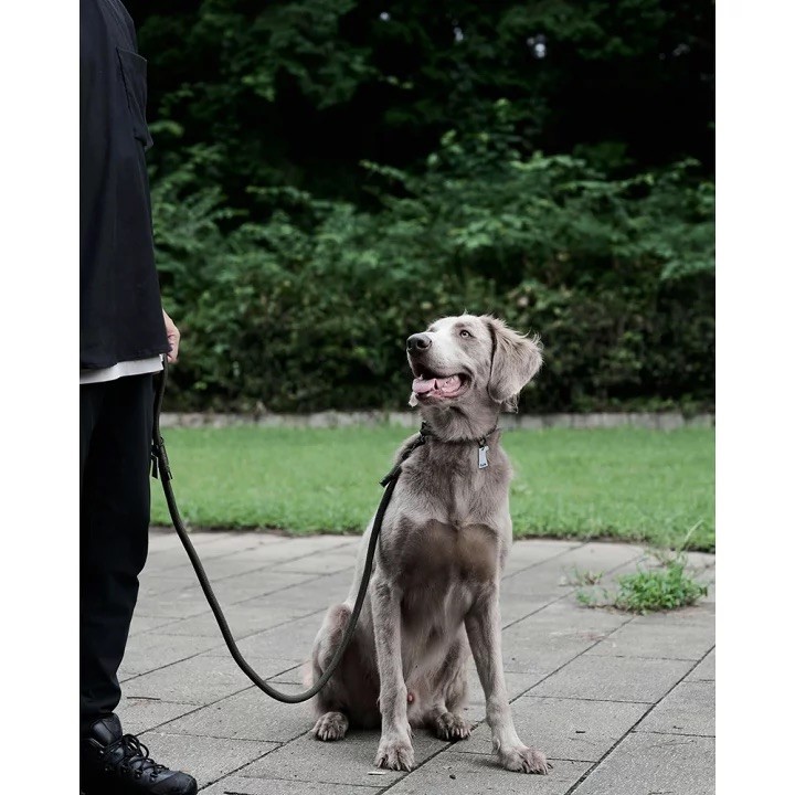 GRIS THE LEASH WEIMARANER GREY  | 牽引繩／威瑪軍綠