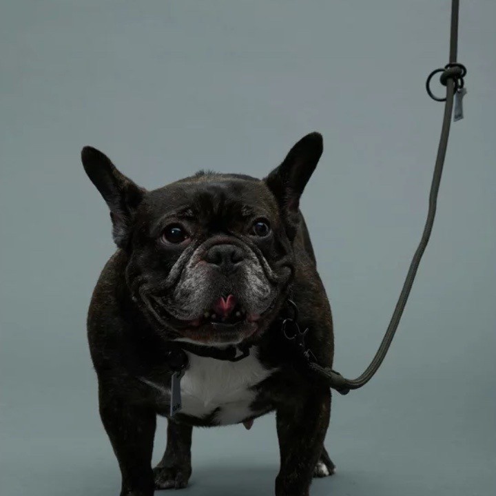 GRIS THE SHOULDER LEASH ALGA | 斜背式牽繩／藻綠