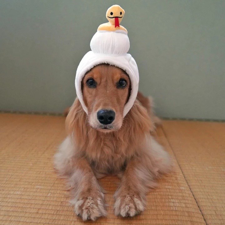 Year of the Snake Headgear ｜蛇年造型頭套