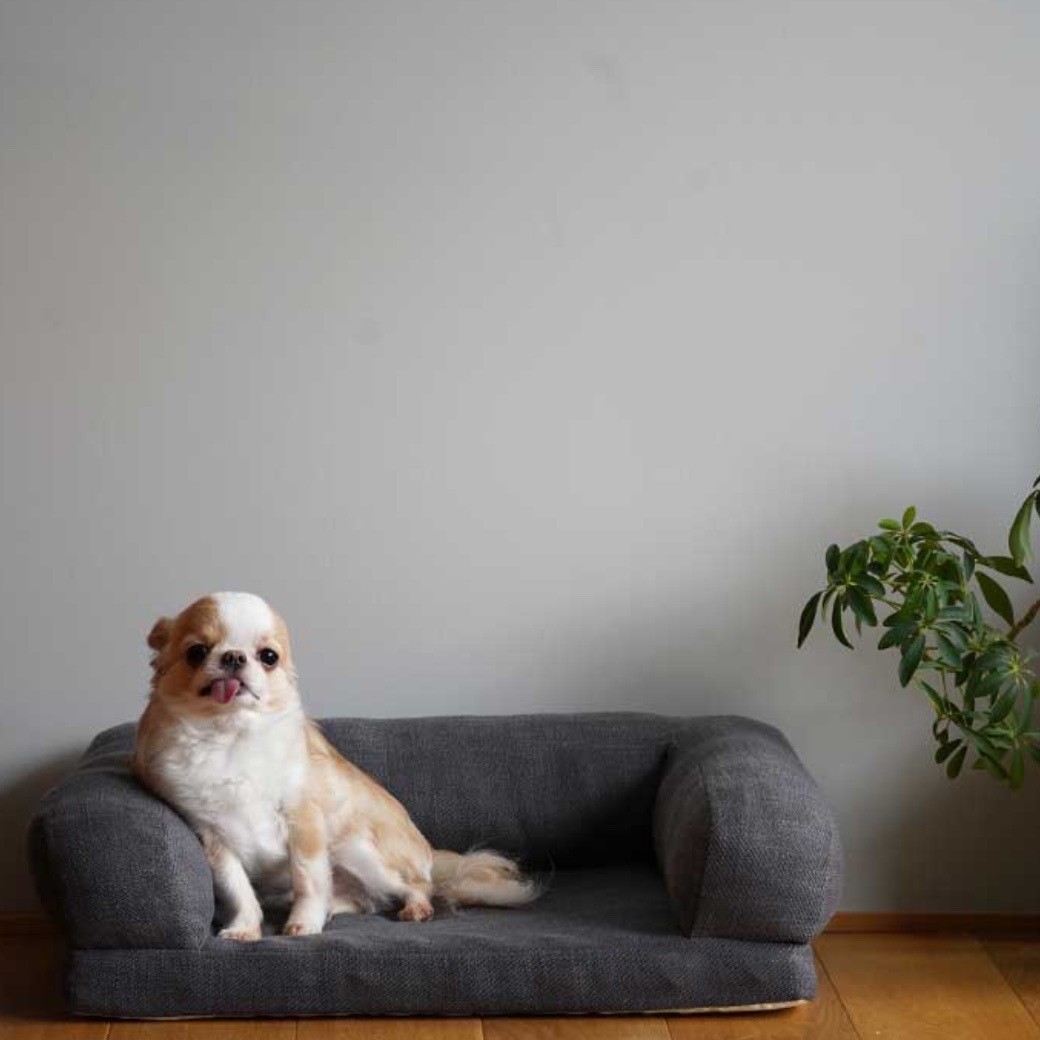 leisure sofa bed ｜休閒沙發床