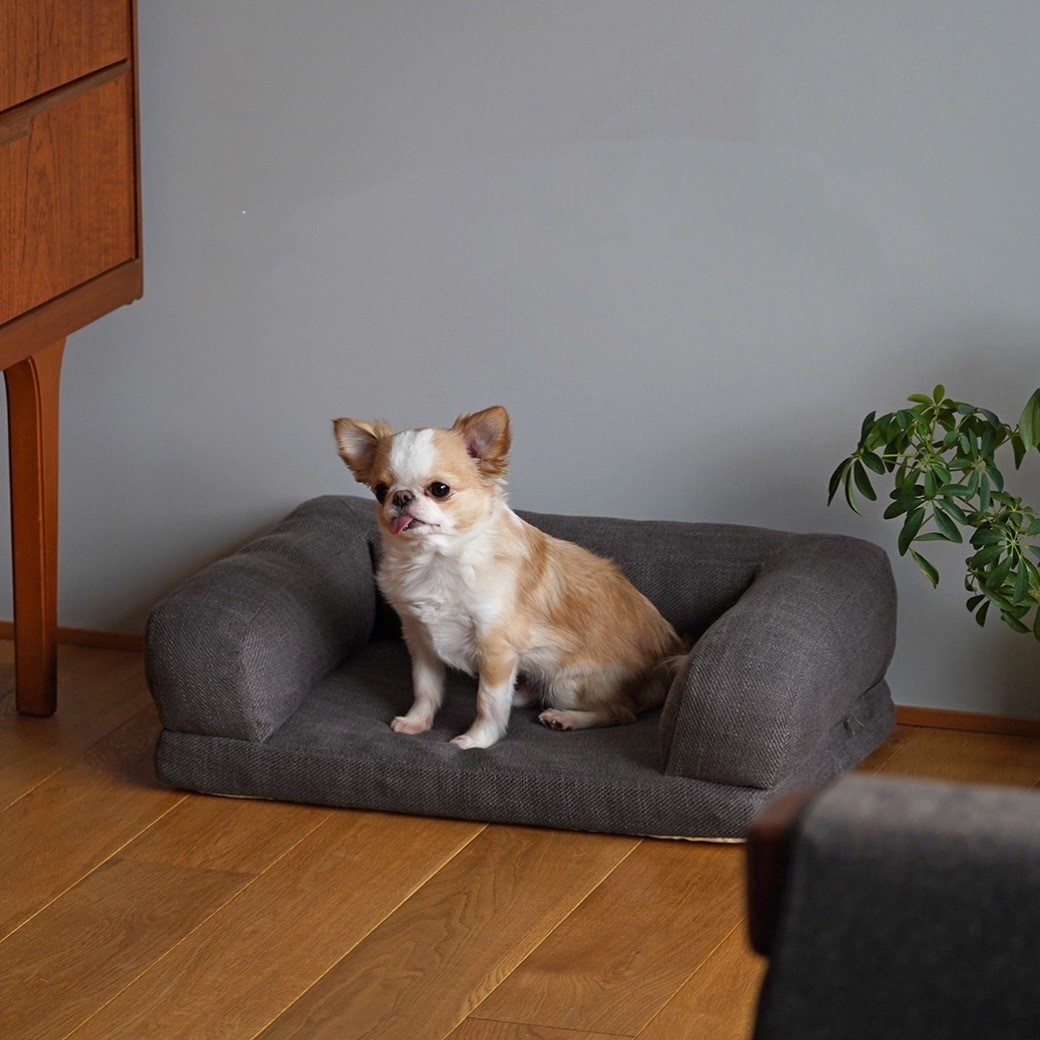 leisure sofa bed ｜休閒沙發床