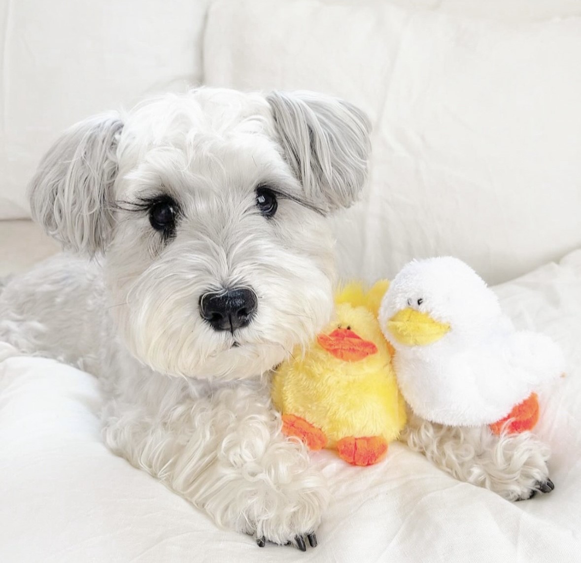 Cute best friends chicken and duck ｜可愛的雞與鴨好朋友玩具