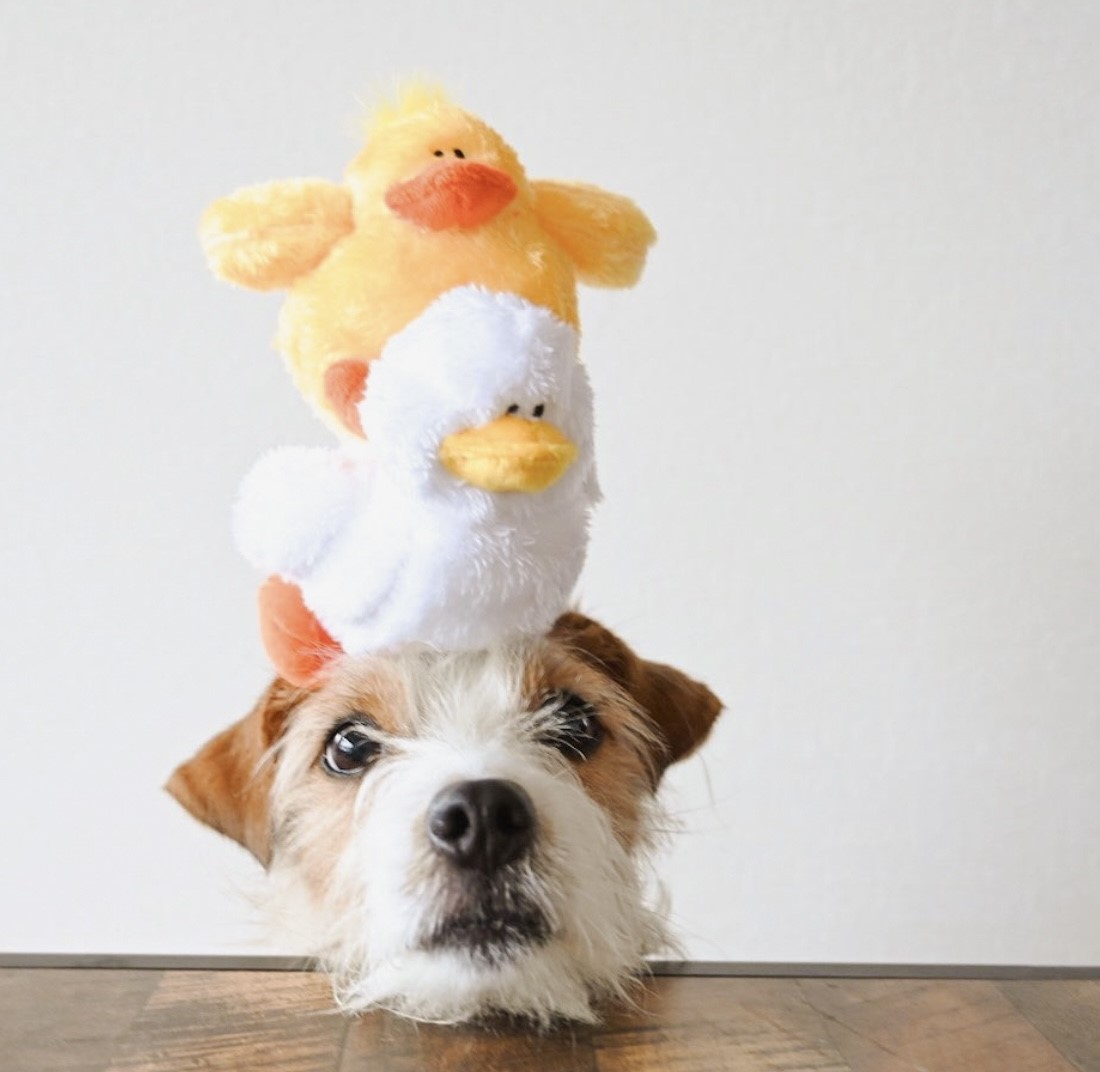 Cute best friends chicken and duck ｜可愛的雞與鴨好朋友玩具