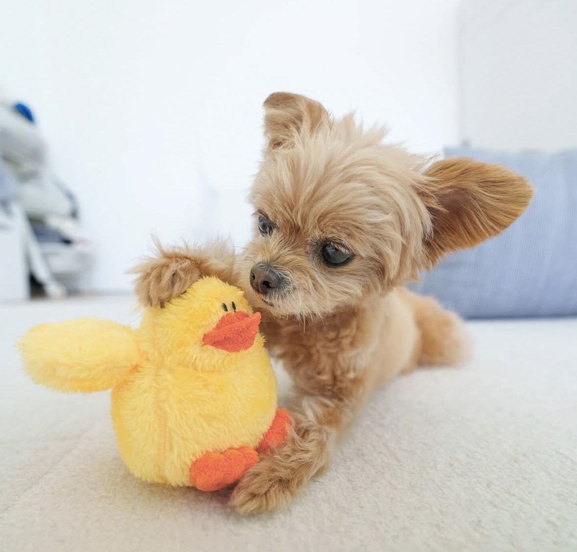 Cute best friends chicken and duck ｜可愛的雞與鴨好朋友玩具