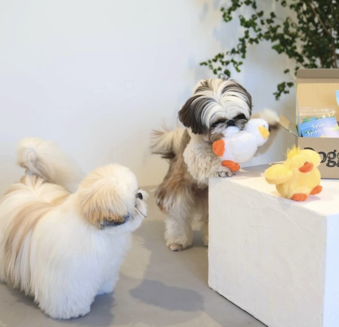 Cute best friends chicken and duck ｜可愛的雞與鴨好朋友玩具