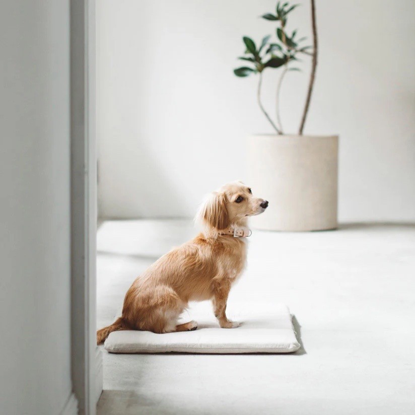 Portable Cushioned Soft Mat |  攜帶式軟墊
