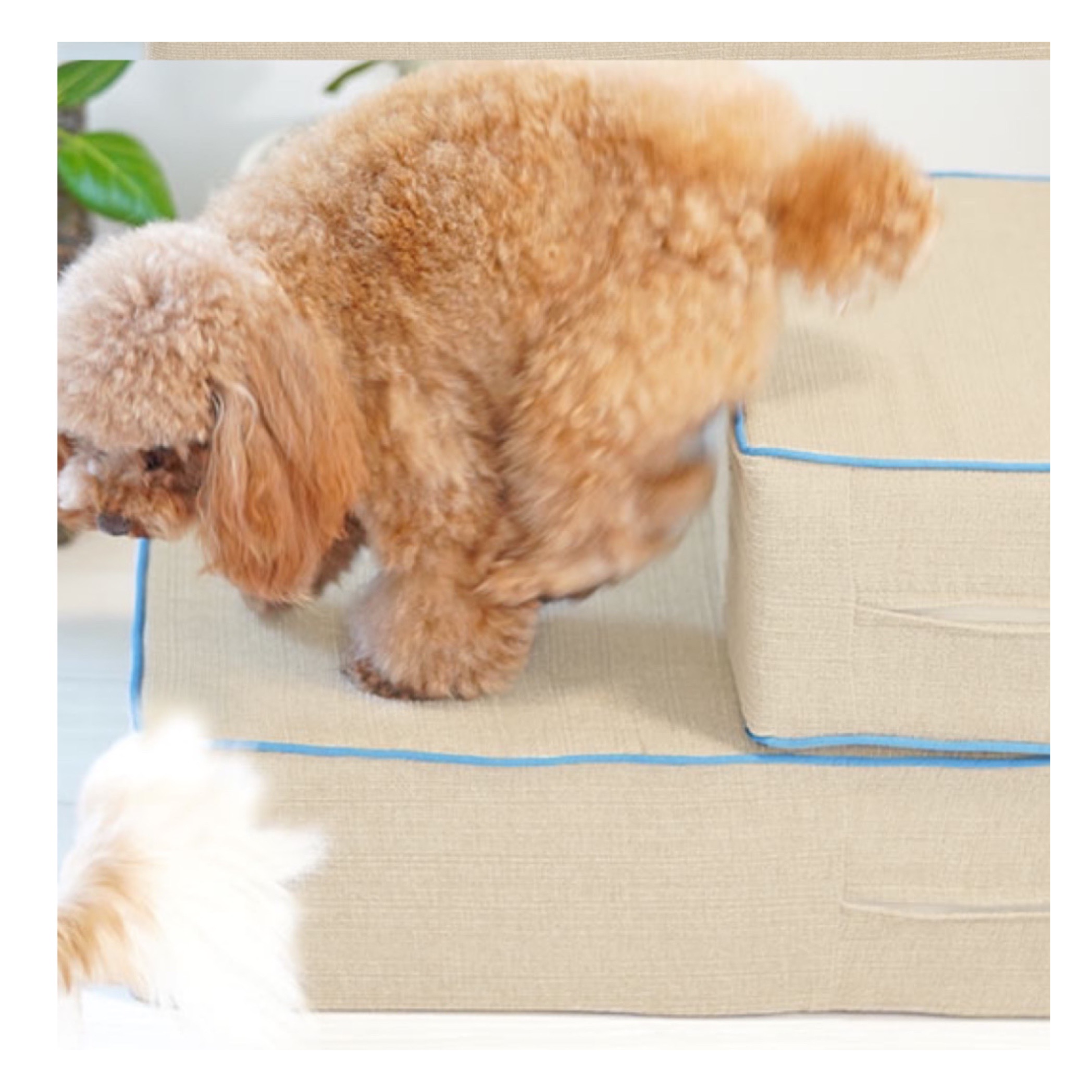 idog istep 引導兩階式樓梯