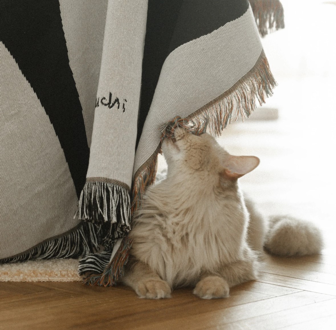 Multi Blanket “kuro neko” 山口一郎 藝術毯