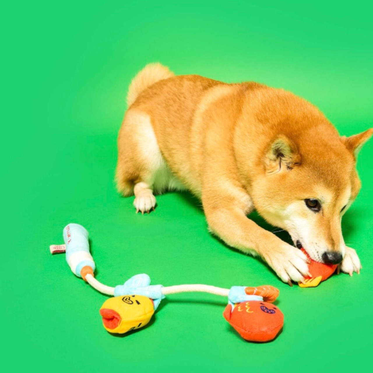 The furry fox 釣魚嗅聞拉扯玩具