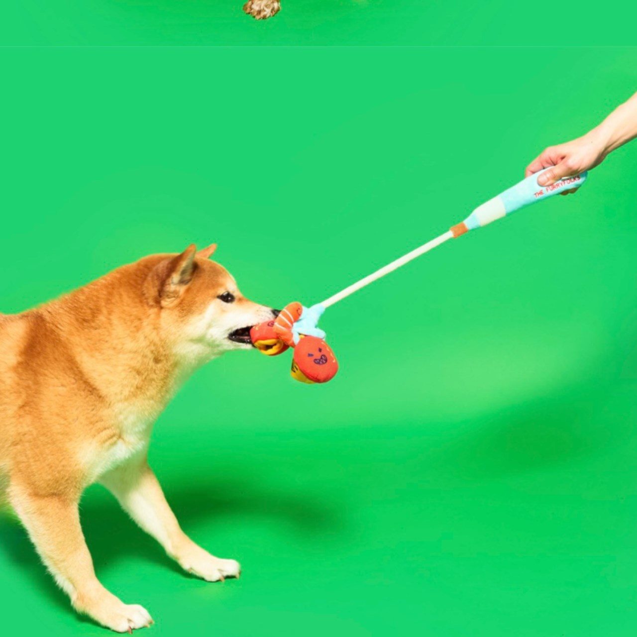 The furry fox 釣魚嗅聞拉扯玩具