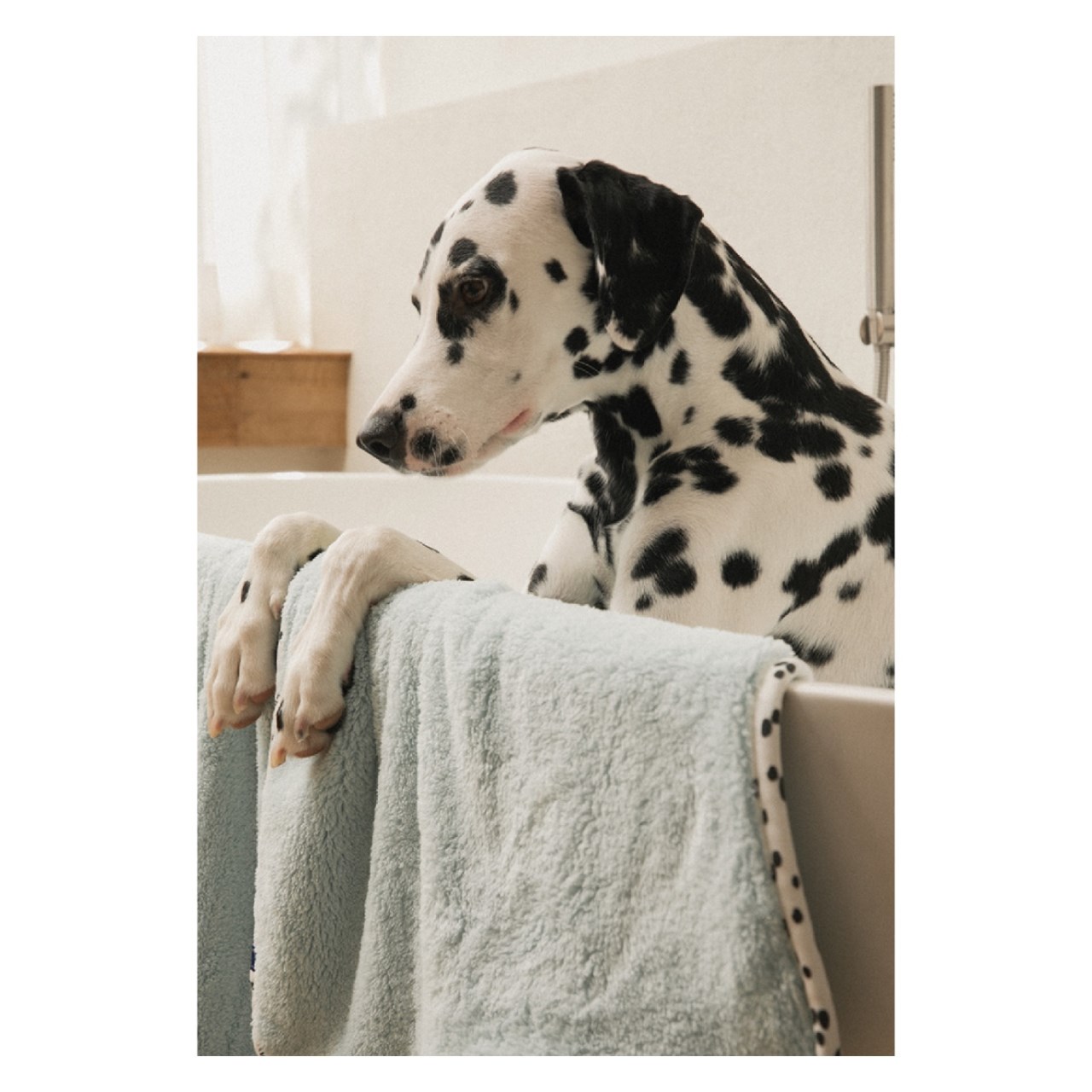 bite me X Finca hug towels 聯名超細纖維寵物毛巾 （綠） 