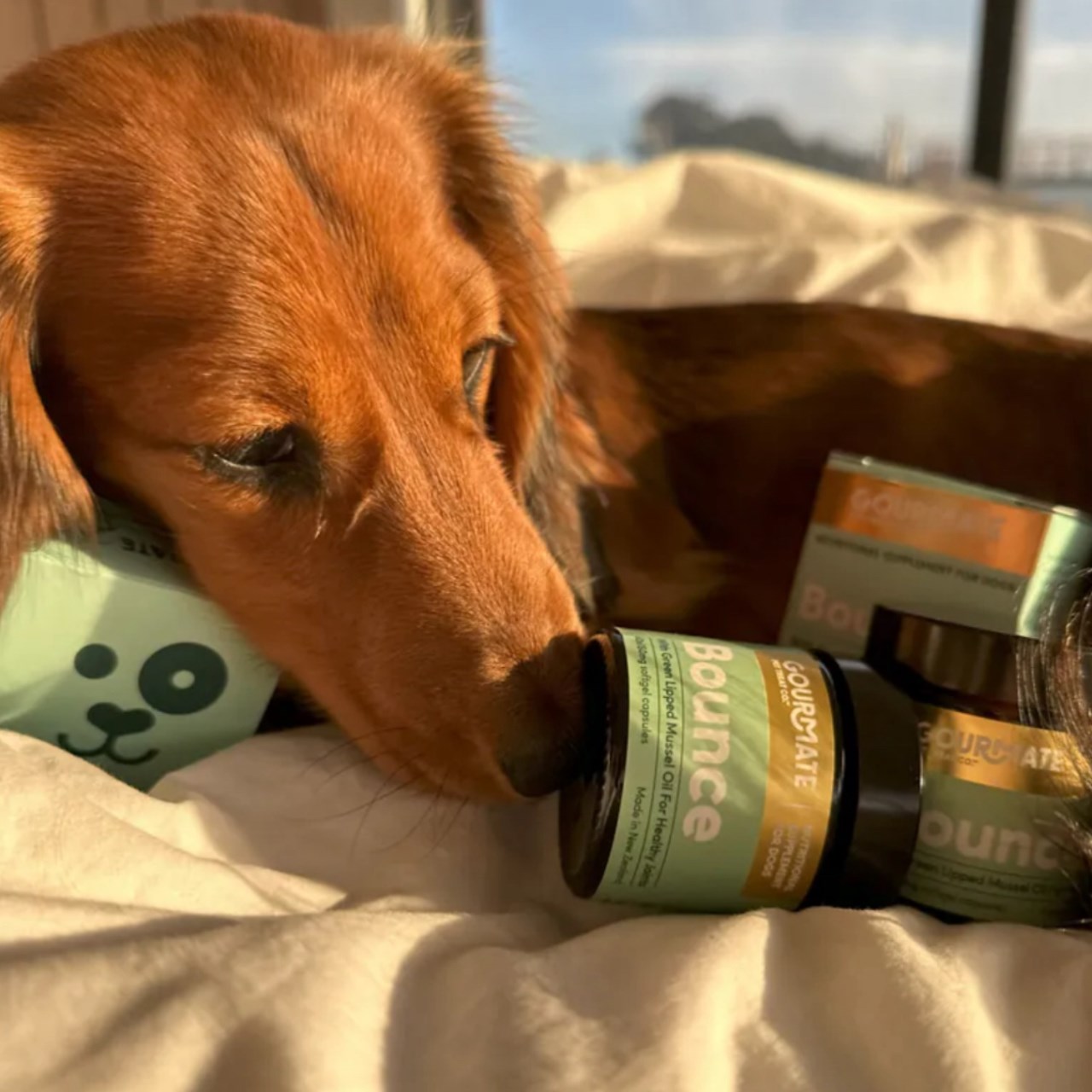Gourmate｜動動錠 (犬貓可食) 60顆裝  |  關節+魚油合一．高濃度海洋Omega-3
