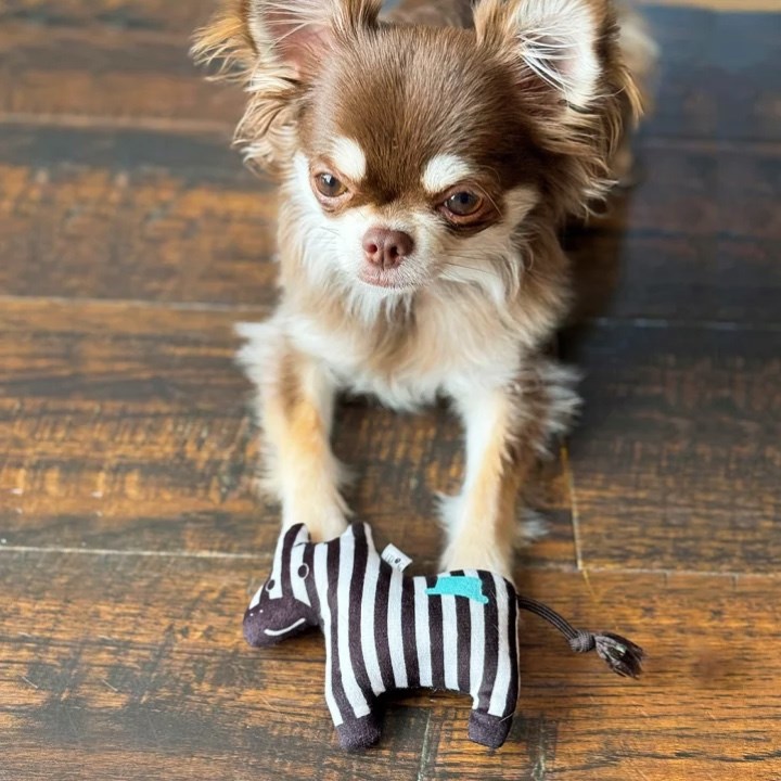 2026 馬年祈福啾啾玩具 （隨機出貨）