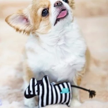 2026 馬年祈福啾啾玩具 （隨機出貨）