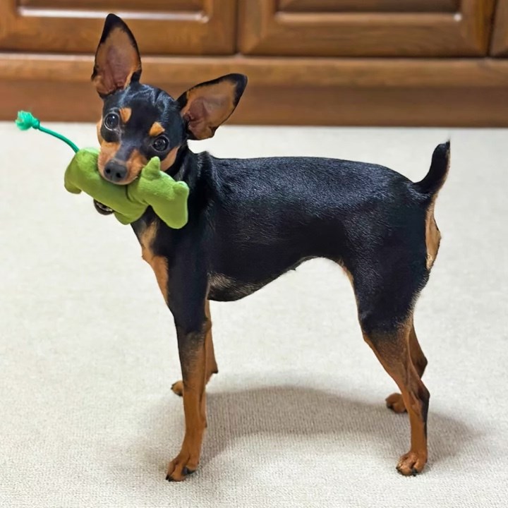 2026 馬年祈福啾啾玩具 （隨機出貨）