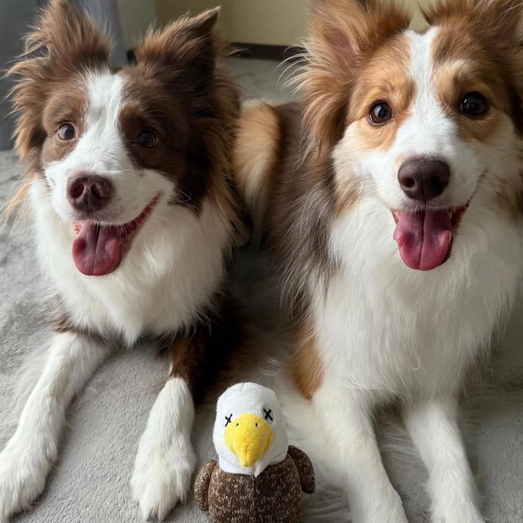 FAD 汪汪繩結老鷹