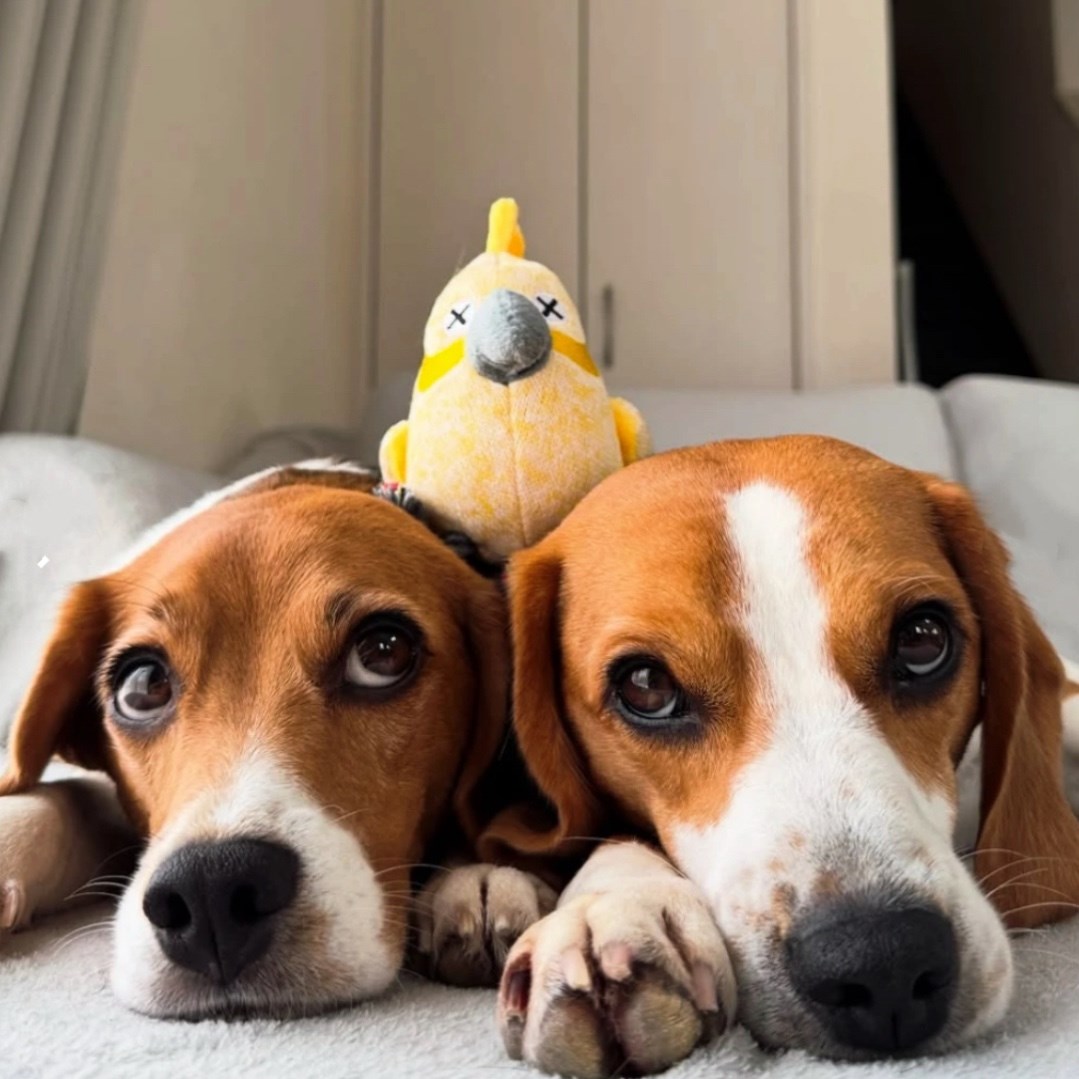 FAD 汪汪繩結鸚鵡