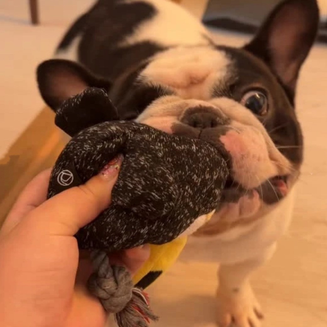 FAD 汪汪繩結大嘴鳥