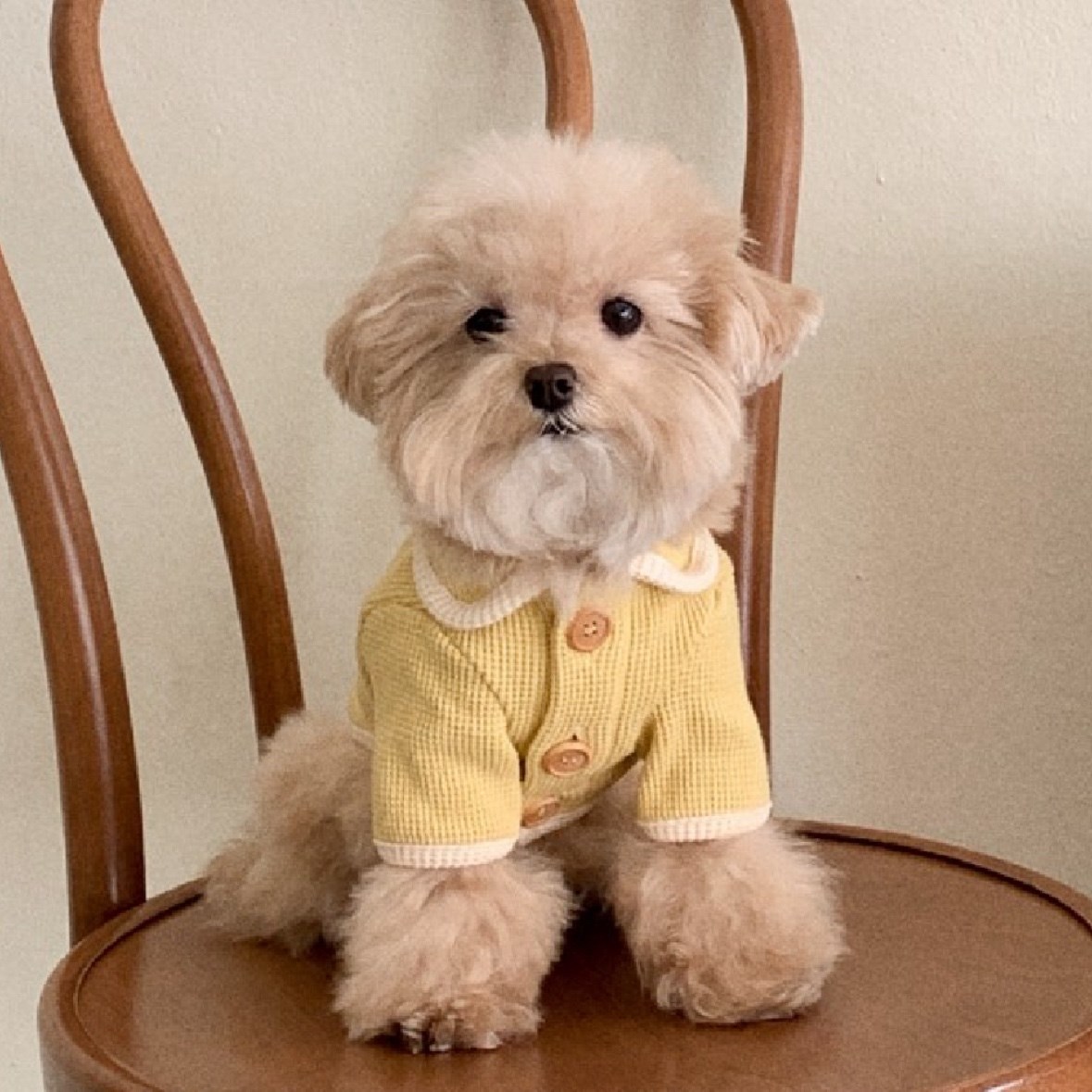 Waffle Cardigan Top ｜華夫格紋開襟上衣 黃