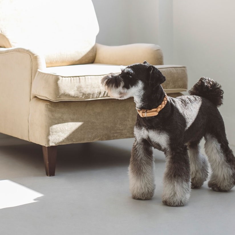 free stitch / Nume Woven Color 編織真皮項圈