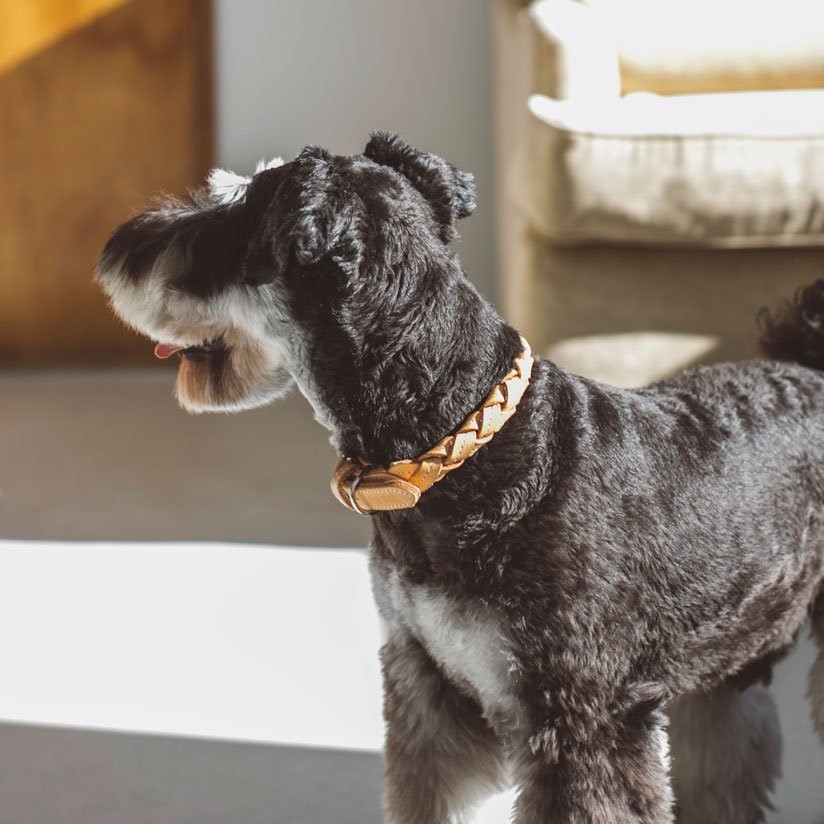 free stitch / Nume Woven Color 編織真皮項圈