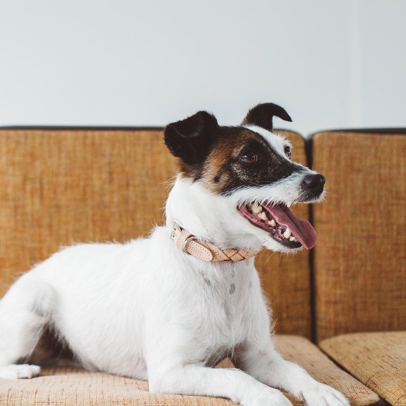 free stitch / Nume Woven Color 編織真皮項圈