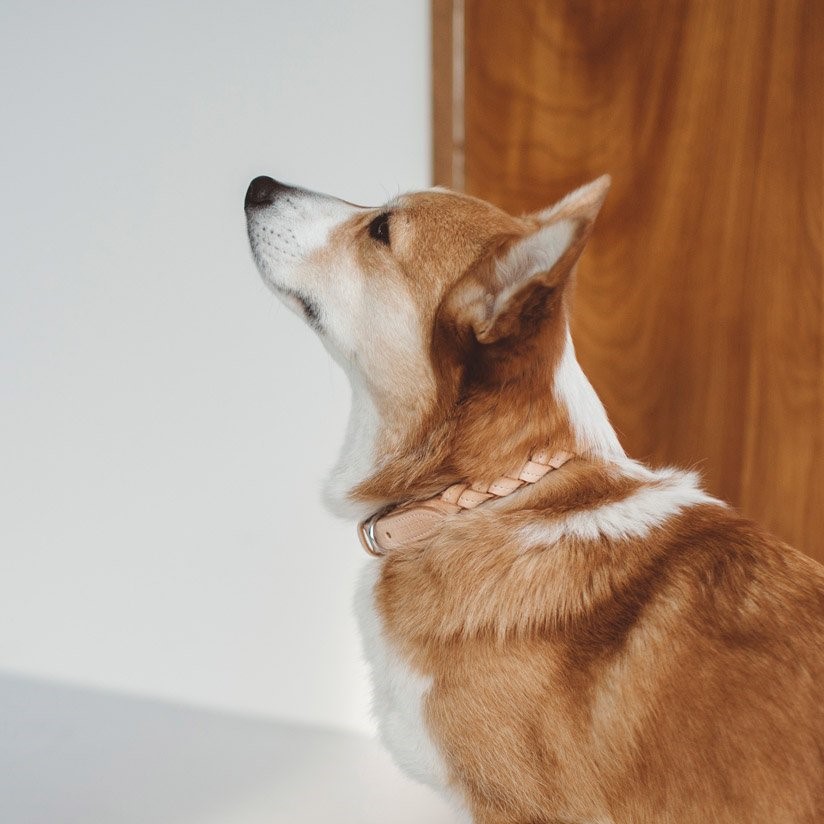 free stitch / Nume Woven Color 編織真皮項圈