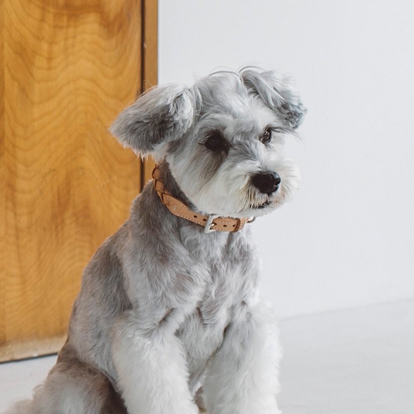 free stitch / Nume Woven Color 編織真皮項圈