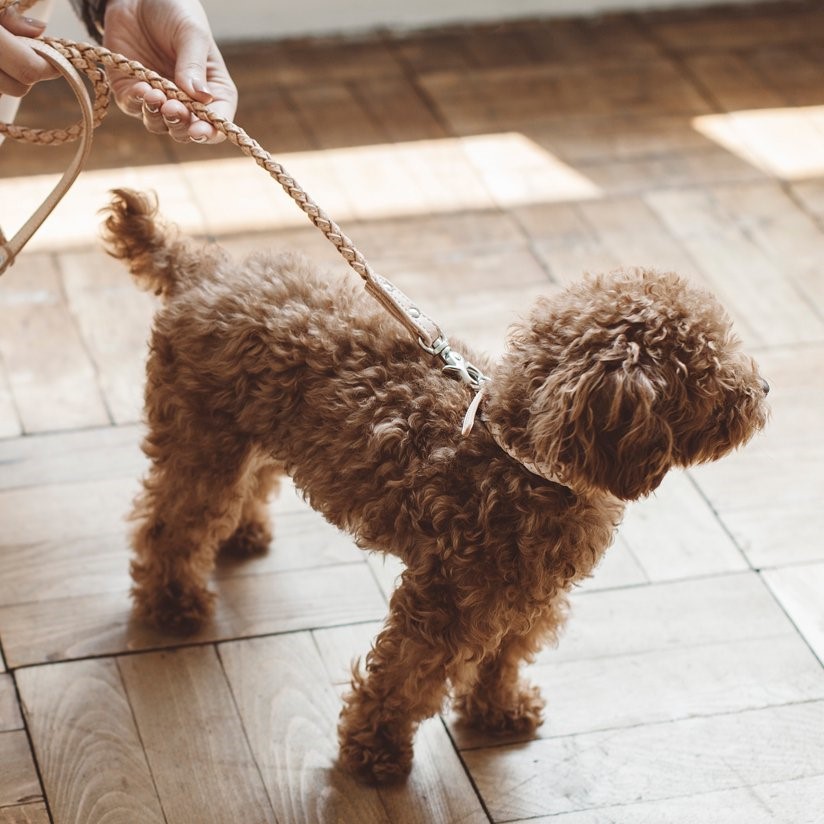 free stitch / Nume Woven Color 編織真皮項圈