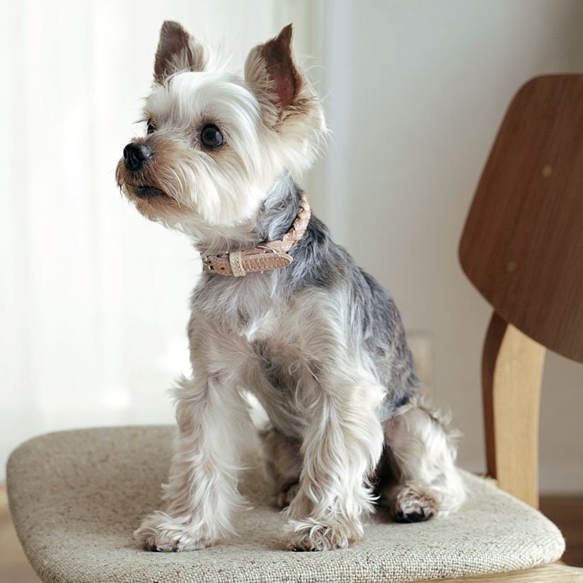 free stitch / Nume Woven Color 編織真皮項圈