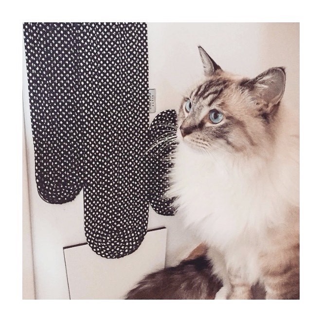 Cactus Cat Scratching Board仙人掌貓抓板