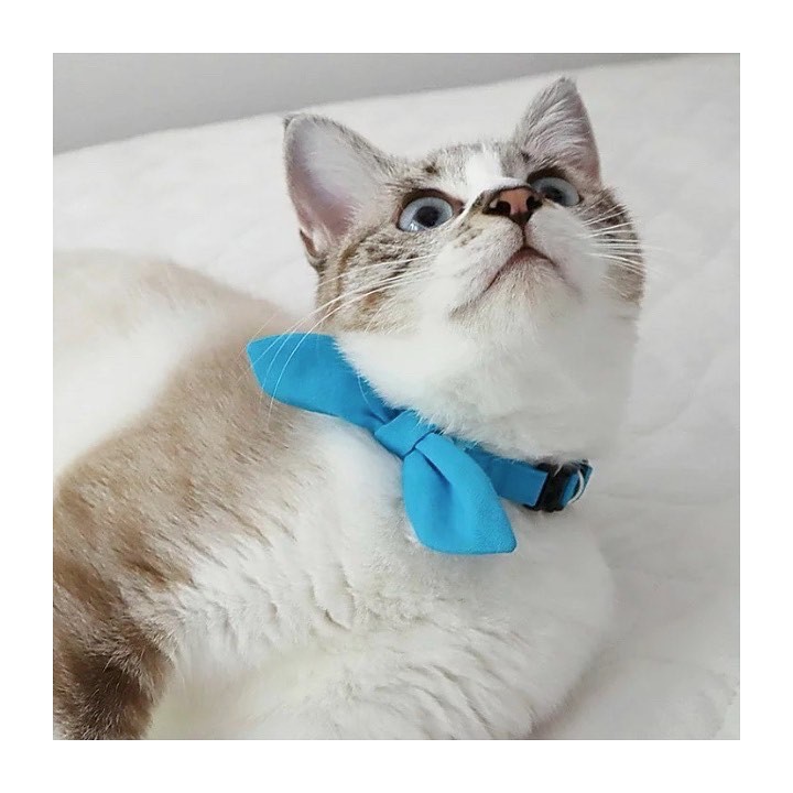 Kitty Colo 防蚊蟲項圈