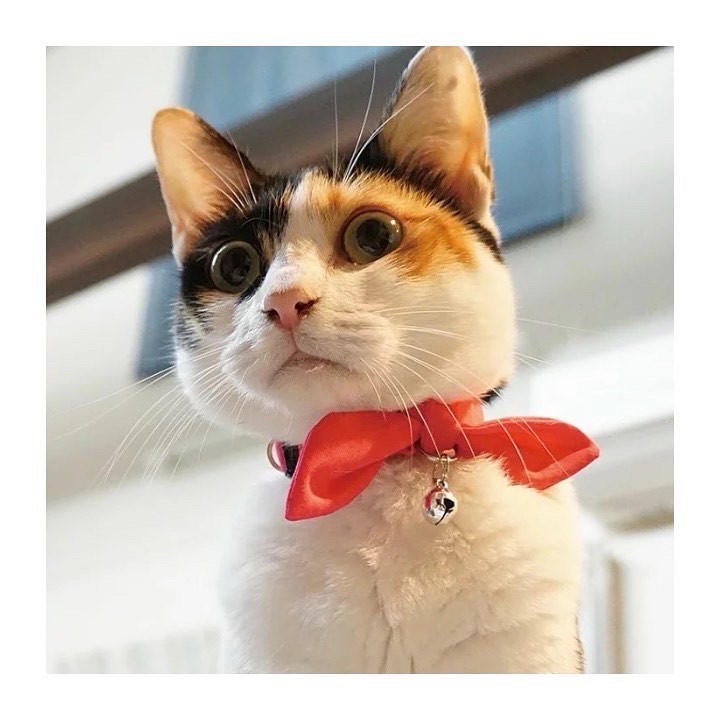 Kitty Colo 防蚊蟲項圈