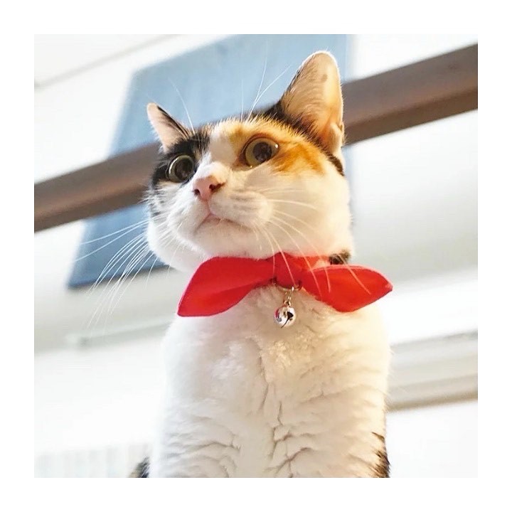 Kitty Colo 防蚊蟲項圈