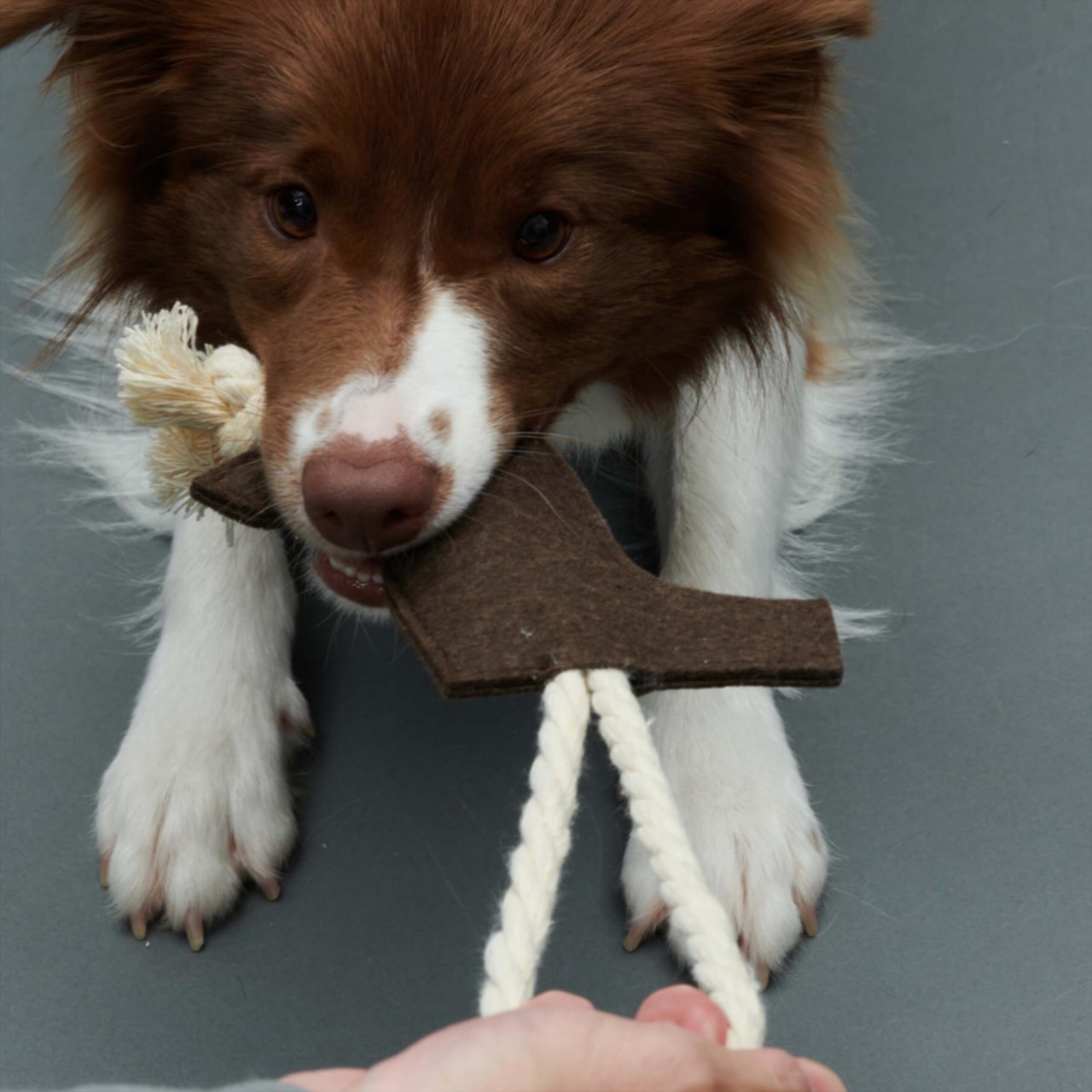 GRIS LOGO ROPE TOY WEIMARANER GREY | 棉繩毛氈玩具 /黑