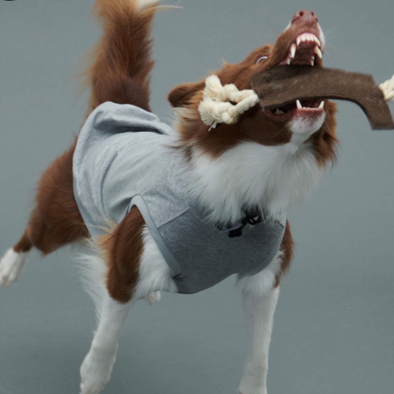 GRIS LOGO ROPE TOY WEIMARANER GREY | 棉繩毛氈玩具 /咖